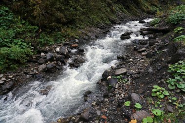 Ukrayna 'nın Hoverla dağları bölgesinde gizli bir parkta akan parlak mavi bir nehir.