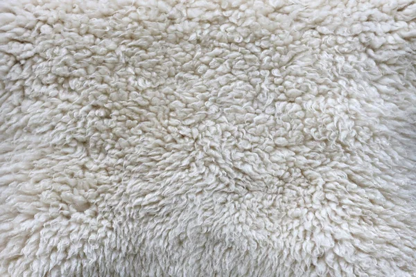 Sheep fur texture, white or gray animal patterns for nature background close up