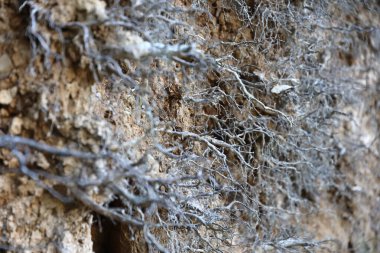 Toprak, kaya ve bitki kökleri farklı katmanlara sahip toprak bölümü yer altına yakın.