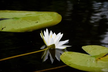 Güzel beyaz nilüfer çiçeği ve nilüfer yaprakları nehirde yağmurdan sonra suyla kaplanır.