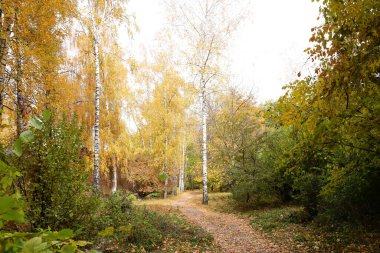 Güzel Doğa Sonbahar manzarası. Bulutlu bir günde altın sarısı yeşilliklerle sonbahar şehir parkının manzarası. Sonbahar yapraklarıyla kaplı Park 'ta yürüyüş yolları.