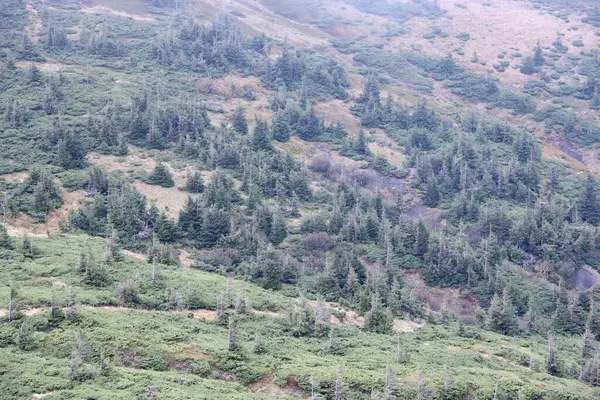 Hilly dağları, köknar ağaçları ve kabataslak kabartmalarla kaplı. Ön planda kozalaklı orman. Turizm, seyahat, tırmanma