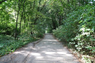 Yeşil bir ormanda orman yolu, güneşli bir günde güneş ışınları. Geniş patikaya yakın yeşil ağaçlar ve çalılar.