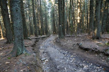 Sabah güneş ışığında inanılmaz sonbahar ormanı. Ormanlık alanda ağaçlarda kırmızı ve sarı yapraklar. Altın orman manzarası