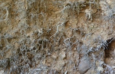 Toprak, kaya ve bitki kökleri farklı katmanlara sahip toprak bölümü yer altına yakın.