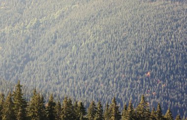 Hilly dağları, köknar ağaçları ve kabataslak kabartmalarla kaplı. Ön planda kozalaklı orman. Turizm, seyahat, tırmanma