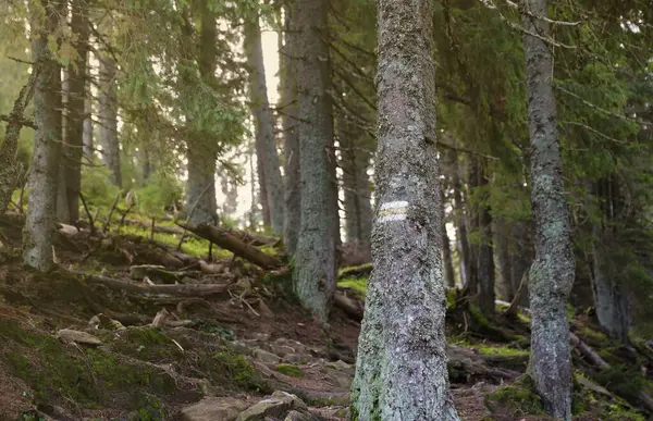 Yürüyen patikalar. Kahverengi ağaç gövdesinde sarı ve beyaz orman yolu. Yürüyüş yolunda boyadan yapılmış rehber levhası. Sembol doğru yolu gösteriyor. Hoverla dağının orman haritası.