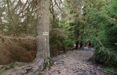 Yürüyen patikalar. Kahverengi ağaç gövdesinde sarı ve beyaz orman yolu. Yürüyüş yolunda boyadan yapılmış rehber levhası. Sembol doğru yolu gösteriyor. Hoverla dağının orman haritası.