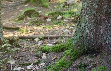Dağ ormanlarında birçok büyük ve görünür ağaç kökleri var.