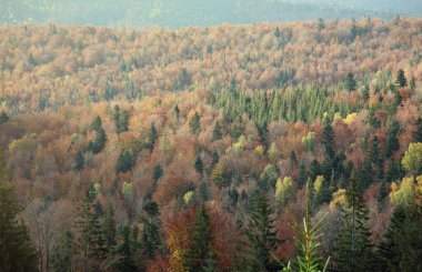 Gün doğumunda dağlarda. Sonbaharda yaprakları dökülen tarlaları ve ağaçları olan otlak kırsal yamaçlar. Sisli mesafede muhteşem bir dağ..