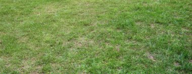 Golf ya da futbol gibi aktiviteler için spor sahası olarak kullanılan yeşil çimenli bir alanın üzerinden bakın. Bahçe halısının arka planı ve doğal dokusu yakın.