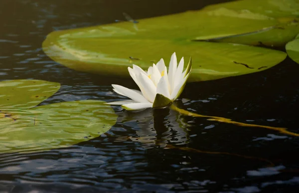 Beautiful white lotus flower and lily round leaves on the water after rain in river close up