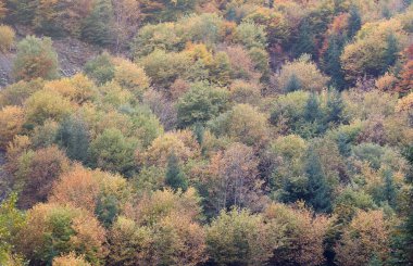 Hilly dağları, köknar ağaçları ve kabataslak kabartmalarla kaplı. Ön planda kozalaklı orman. Turizm, seyahat, tırmanma