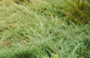 Peyzaj kozalakları karışımı. Ağaçlar ve çalılar yeşil renklerle kapanıyor.