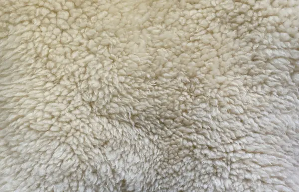Sheep fur texture, white or gray animal patterns for nature background close up