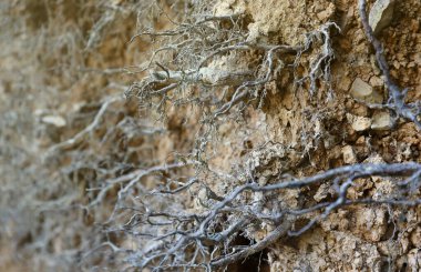 Toprak, kaya ve bitki kökleri farklı katmanlara sahip toprak bölümü yer altına yakın.