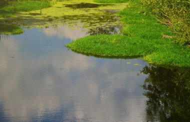 Büyük bir bataklık ile yeşil duckweed ve bataklık bitki örtüsü noktalı ile yaz günü manzara