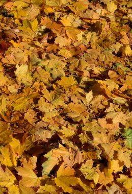 Düşen sonbahar yapraklarının renkli arkaplan resmi mevsimsel kullanım için mükemmel