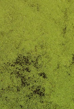 Bataklık suyu ile yeşil duckweed ve bataklık bitki örtüsü noktalı dokusuna