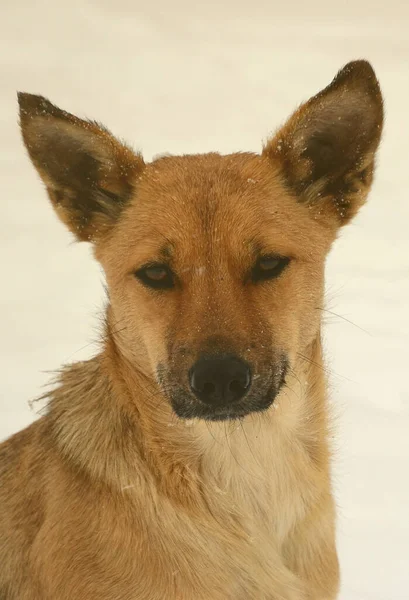 Evsiz bir sokak köpeği. Karlı bir arka plan üzerinde üzgün portakal köpek portresi