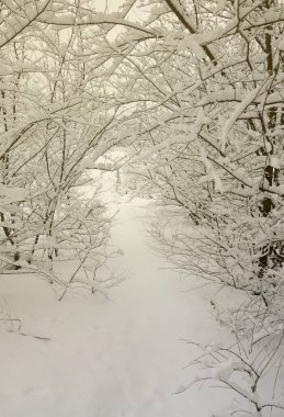Kış manzara sonra ağır bir kar yağışı ıslak bir parkta karla kaplı. Kar kalın bir tabaka ağaçların dalları üzerinde yatıyor
