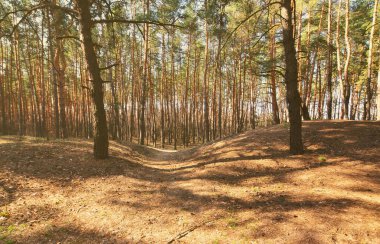 Bahar güneşli manzara parlak güneş ışığı altında bir çam ormanı içinde. Düşmüş koniler ve kozalaklı iğne ile noktalı pines arasında rahat orman alanı