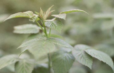 Fotoğraf bir ahududu çalı birkaç yeşil yaprakları. Ahududu büyüyen bush. Makro fotoğraf arka plan bulanık ile