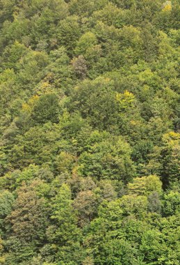 Birçok yeşil ağaçlar bir dağ orman dokusu. Yüksek görüntülemek