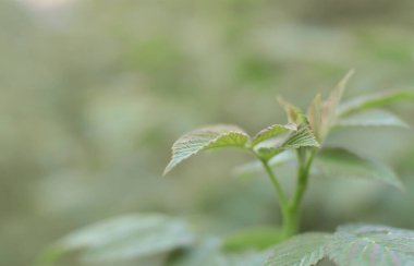 Fotoğraf bir ahududu çalı birkaç yeşil yaprakları. Ahududu büyüyen bush. Makro fotoğraf arka plan bulanık ile