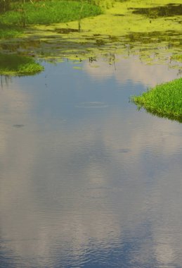 Büyük bir bataklık ile yeşil duckweed ve bataklık bitki örtüsü noktalı ile yaz günü manzara.