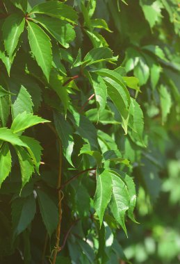 Beton duvar kapağı çiçekli yeşil sarmaşıklar vahşi sarmaşık gelen bir sürü doku.