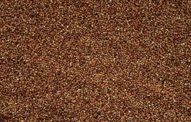 Arka plan doku buğday büyük bir yığın. Gün ışığında birçok buğday taneleri yakın çekim