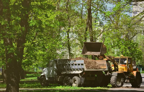 Şehir geliştirme ekibi bir ekskavatör ve bir kamyon ile parkta düşen yapraklar kaldırır. Eğlence için halka açık yerlerde geliştirmeye yönelik düzenli mevsimlik çalışma