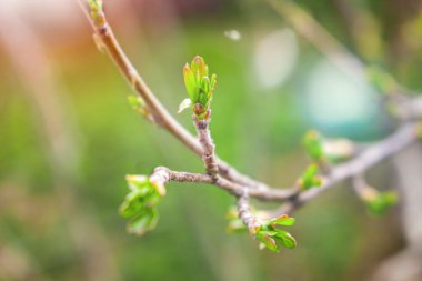 Frenk üzümünün bahar filizi
