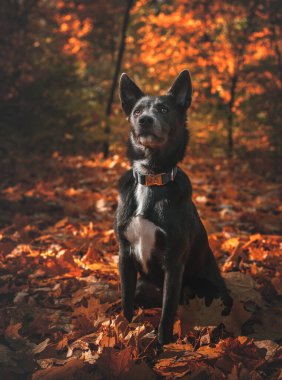 Gri köpek, sonbahar ormanında göğsünde beyaz bir leke var.