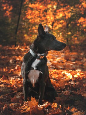 Gri köpek, sonbahar ormanında göğsünde beyaz bir leke var.