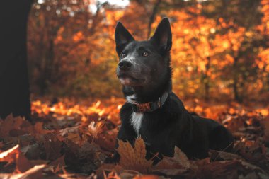 Gri köpek, sonbahar ormanında göğsünde beyaz bir leke var.