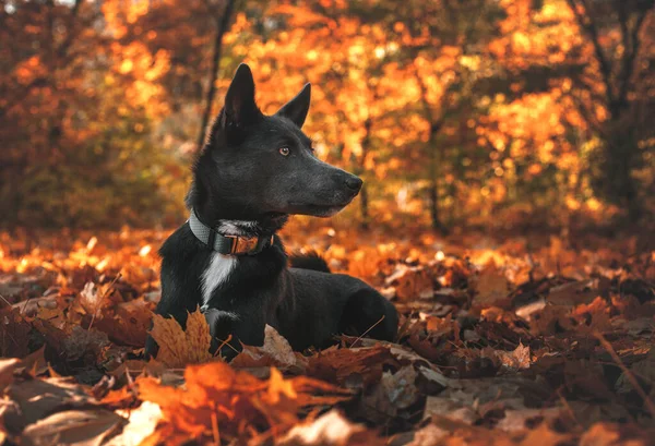 Szary Pies Białą Plamką Piersi Jesiennym Lesie — Zdjęcie stockowe
