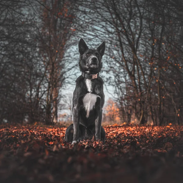 Grijze Hond Met Een Witte Vlek Zijn Borst Het Herfstbos Stockfoto
