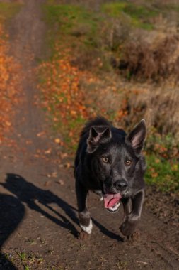 Beyaz göğüslü gri bir köpek parktaki yamaçtan aşağı koşuyor.