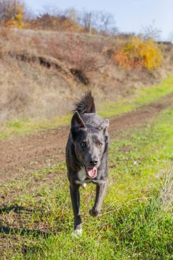 Beyaz göğüslü gri bir köpek parktaki yamaçtan aşağı koşuyor.