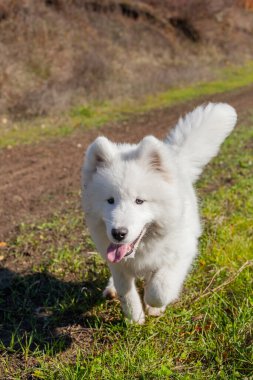Samoyed sonbaharda parkta bir adama doğru koşar.