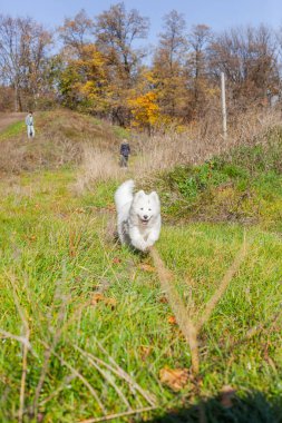 Samoyed sonbaharda parkta bir adama doğru koşar.