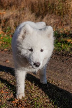 Samoyed sonbaharda parkta bir adama doğru koşar.