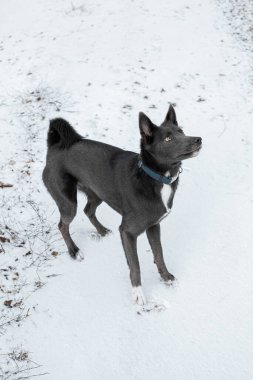Gray dog breed Laika on the snow in the park
