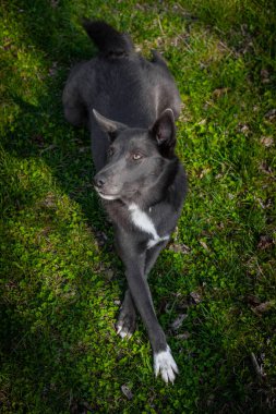 Gri renkli köpek, çimenlerin üzerinde beyaz benekli bacak bacak üstüne