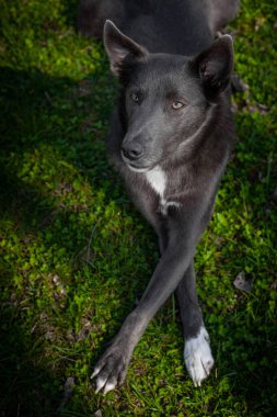 Gri renkli köpek, çimenlerin üzerinde beyaz benekli bacak bacak üstüne