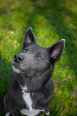 Parktaki çimlerin üzerinde beyaz benekli gri bir köpek oturuyor.