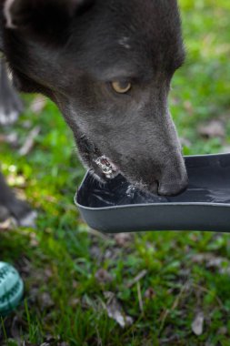 Beyaz benekli gri bir köpek parktaki bir kaseden su içer.