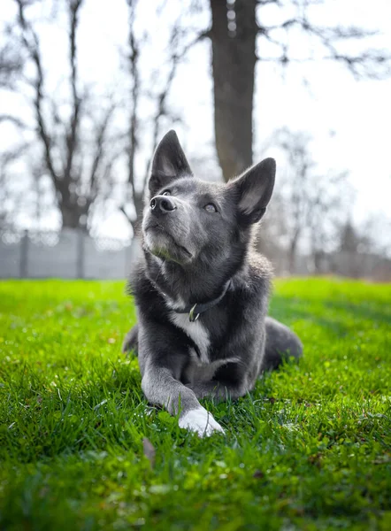 Grå Hund Med Vita Fläckar Det Gröna Gräset Parken — Stockfoto